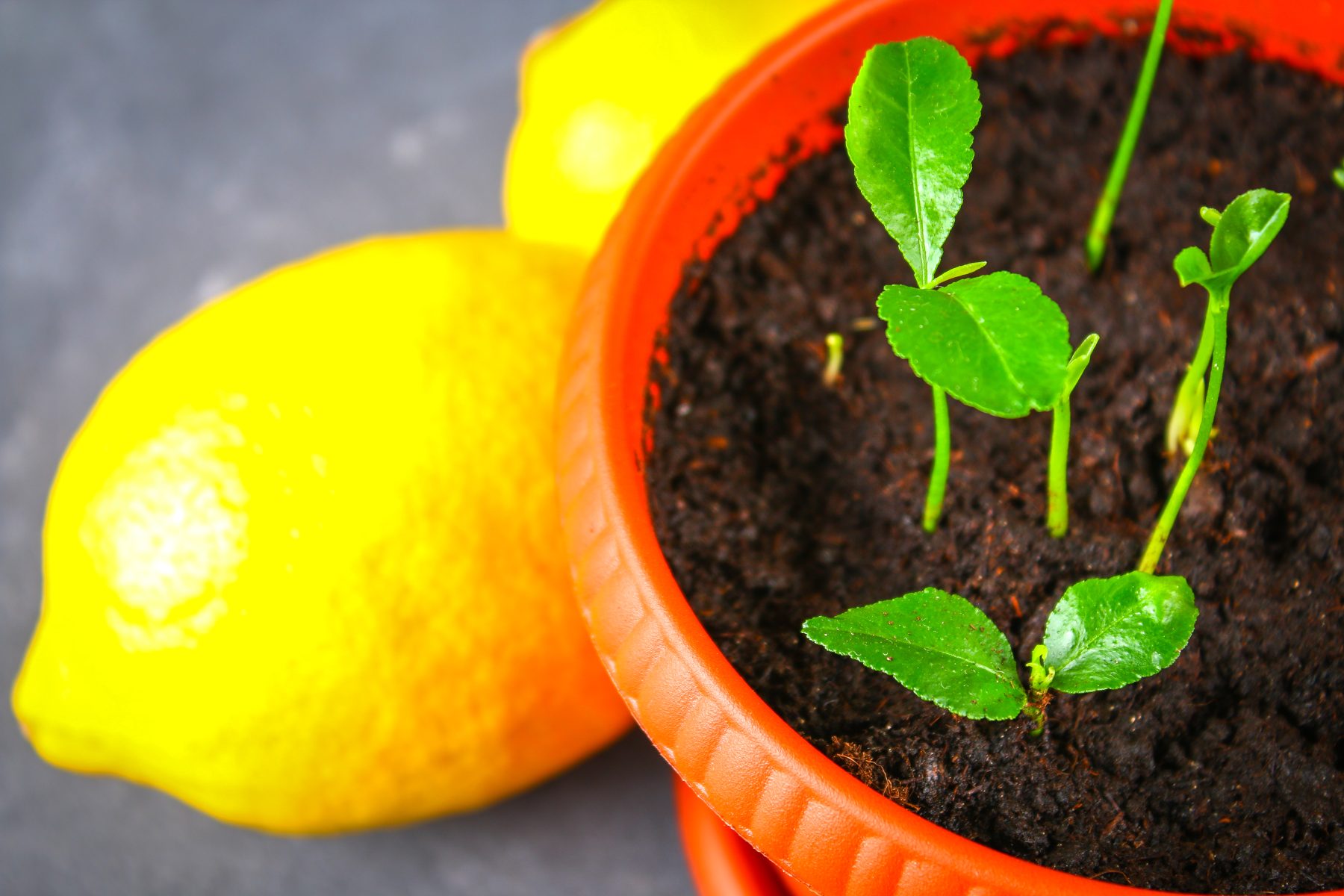 growing lemon trees from seeds