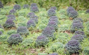 How to grow kale in fall
