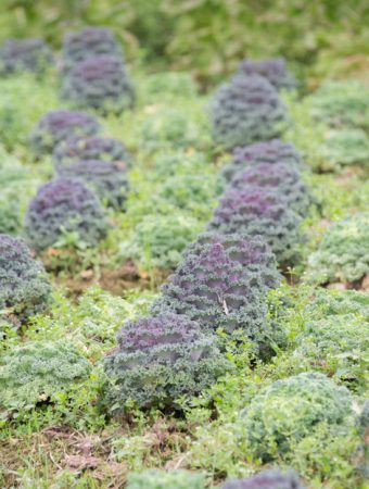 How to grow kale in fall