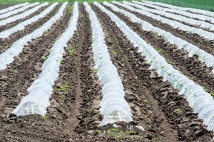 Best row covers for vegetables