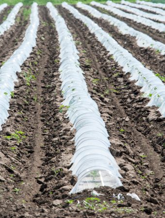 Best row covers for vegetables