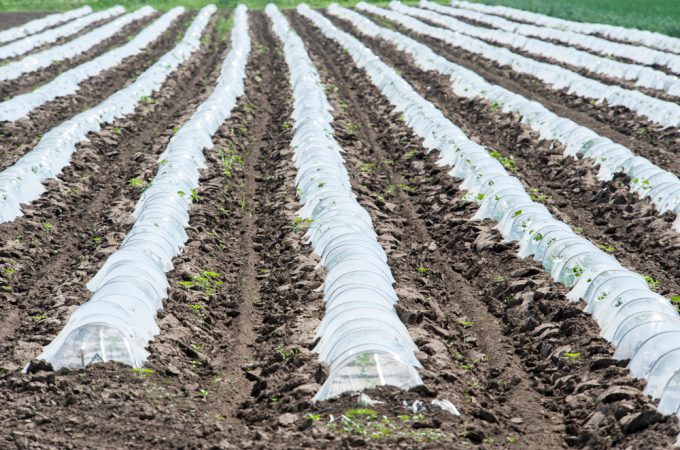 Best row covers for vegetables