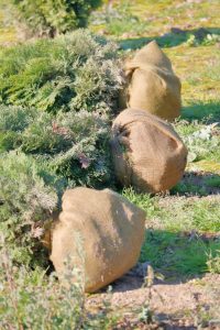 burlap uses for garden shrubs