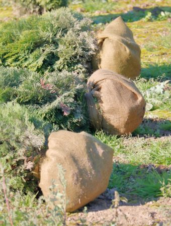 burlap uses for garden shrubs