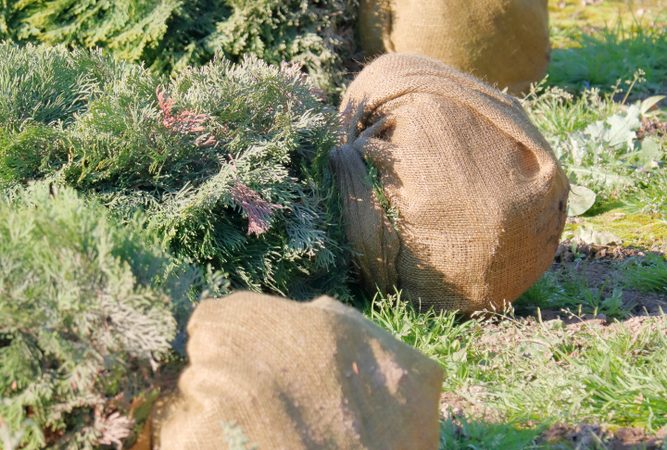 burlap uses for garden shrubs