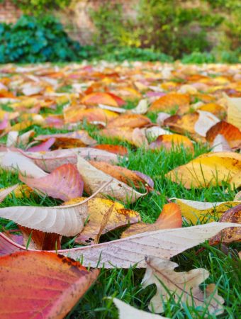 fallen leaves in the garden