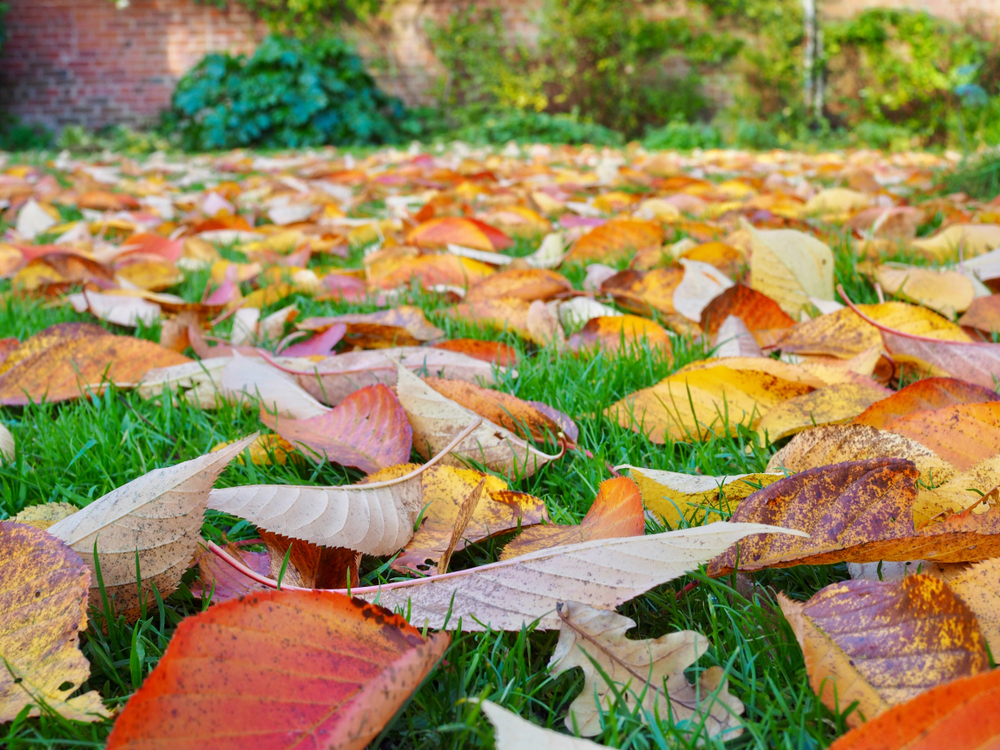 fallen leaves in the garden