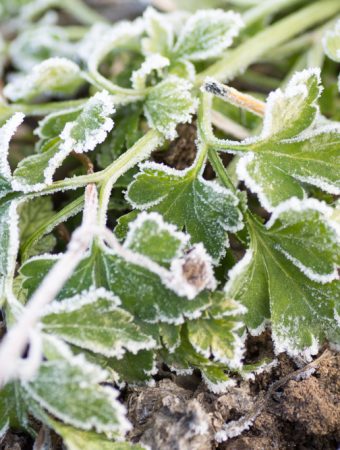 Growing parsley in cool weather
