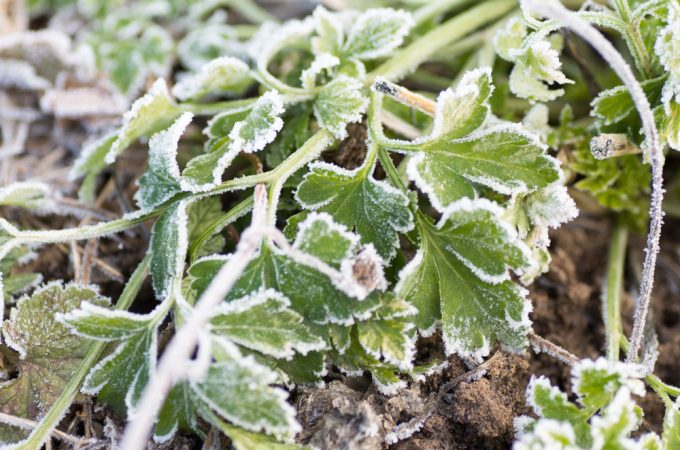 Growing parsley in cool weather