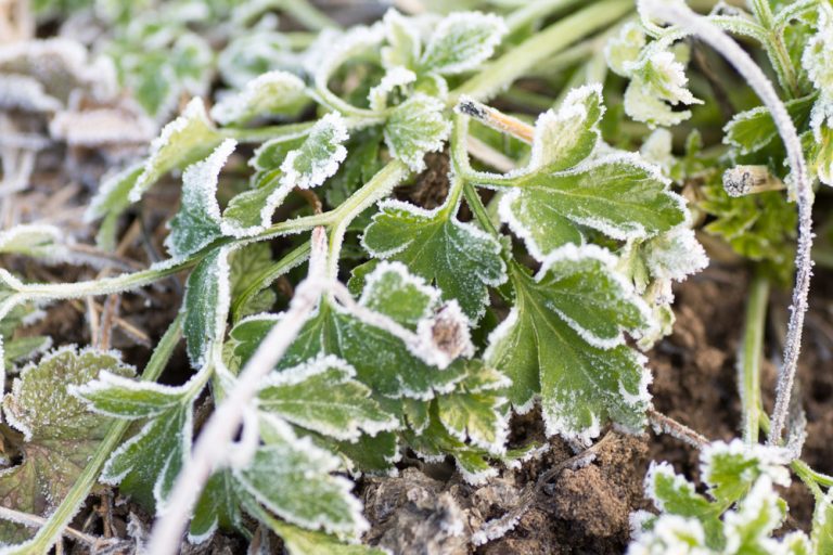 Growing parsley in cool weather