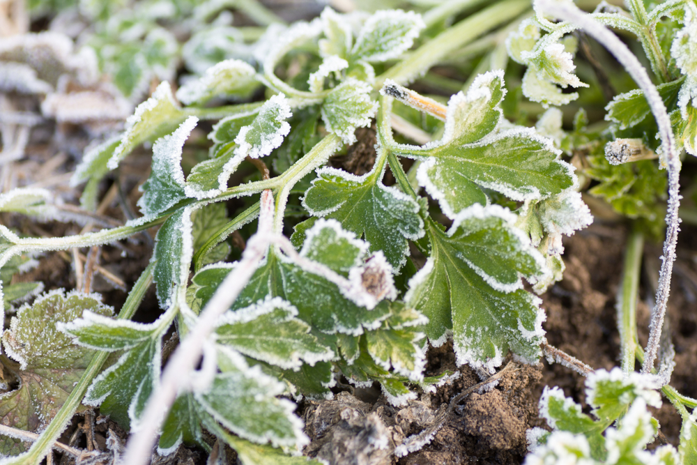Growing parsley in cool weather