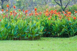 canna winter storage