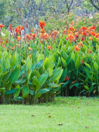 canna winter storage