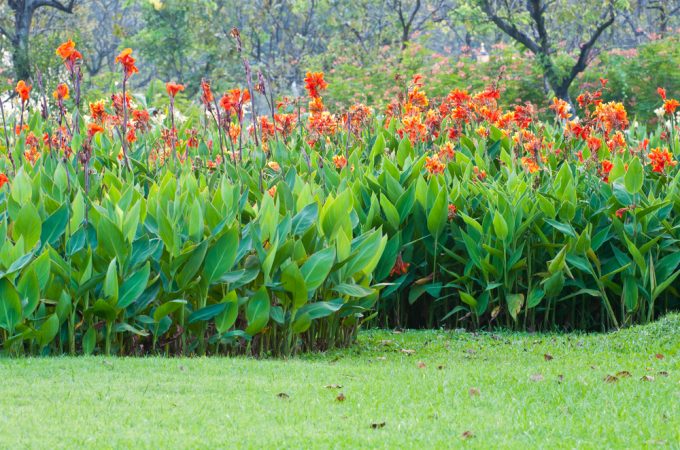canna winter storage