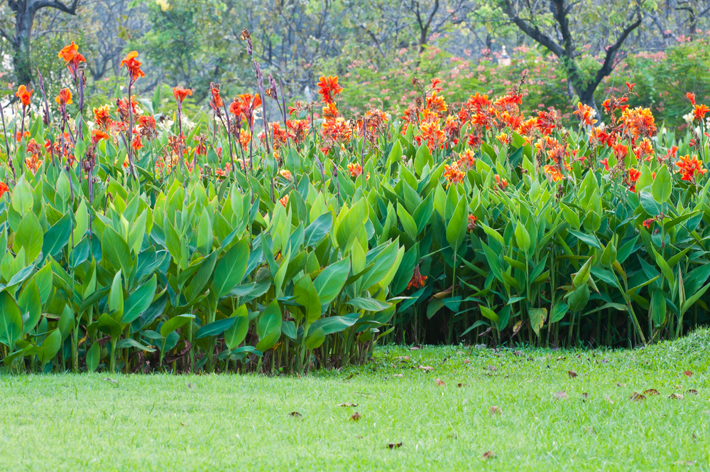 canna winter storage