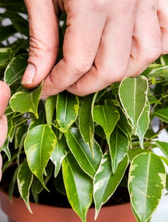 Bringing houseplants indoors for winter