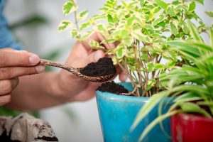 Viral gardening hacks