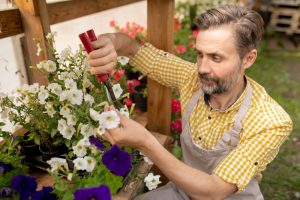 cut back leggy annuals