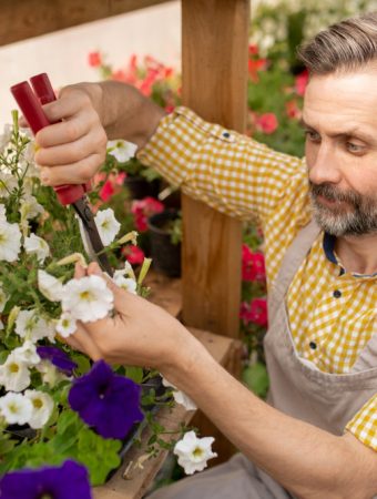 cut back leggy annuals