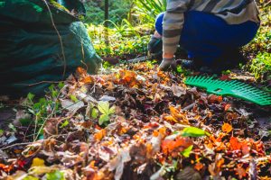 wildlife-friendly fall garden cleanup