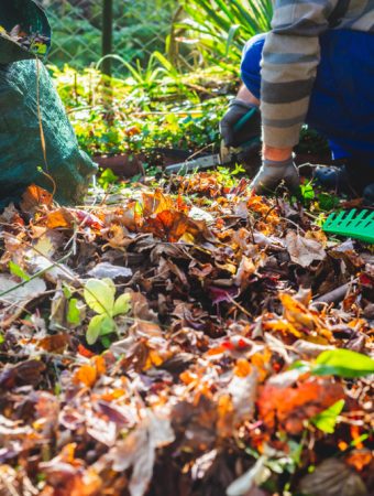 wildlife-friendly fall garden cleanup