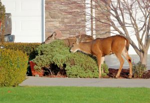 How to keep deer from eating shrubs