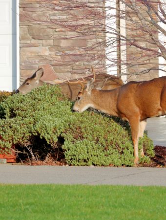 How to keep deer from eating shrubs