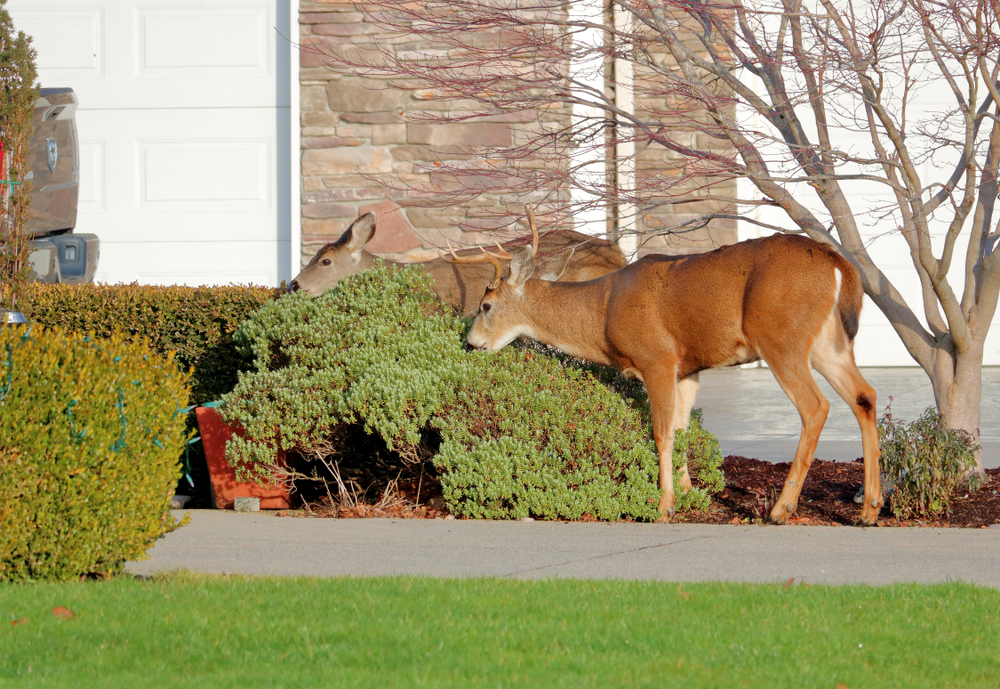 How to keep deer from eating shrubs