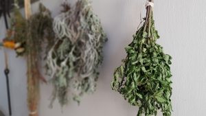 How to dry garden herbs