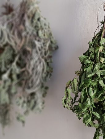 How to dry garden herbs