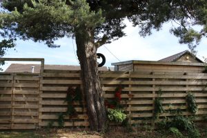 Neighbor tree trimming laws
