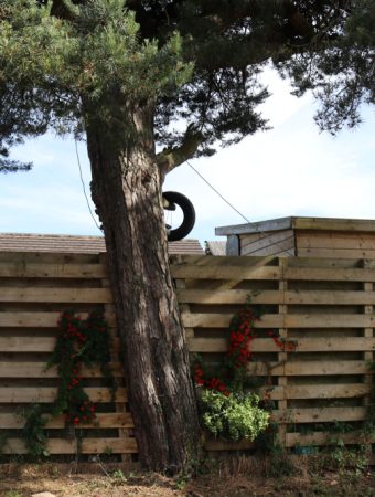 Neighbor tree trimming laws