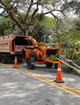 tree removal company