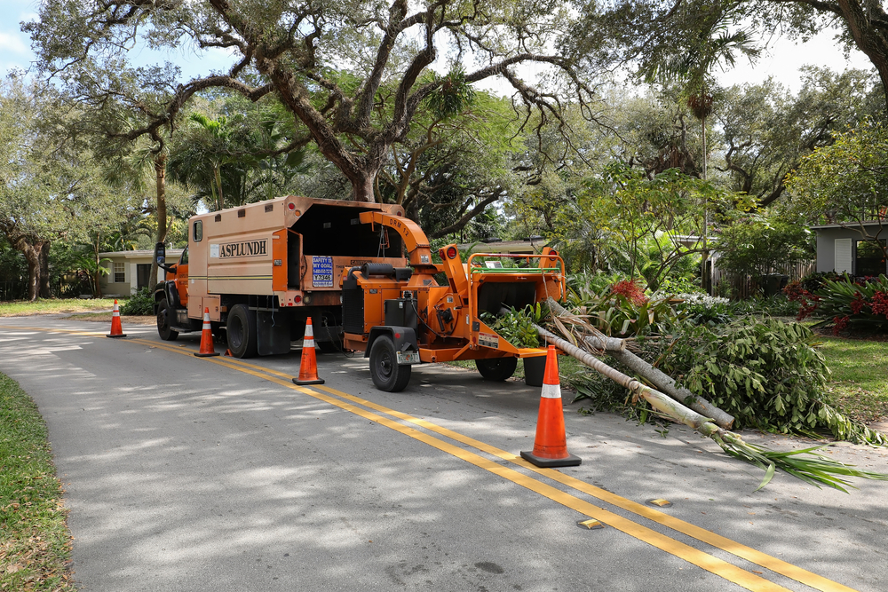 tree removal company