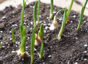 when to plant garlic