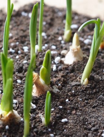 when to plant garlic