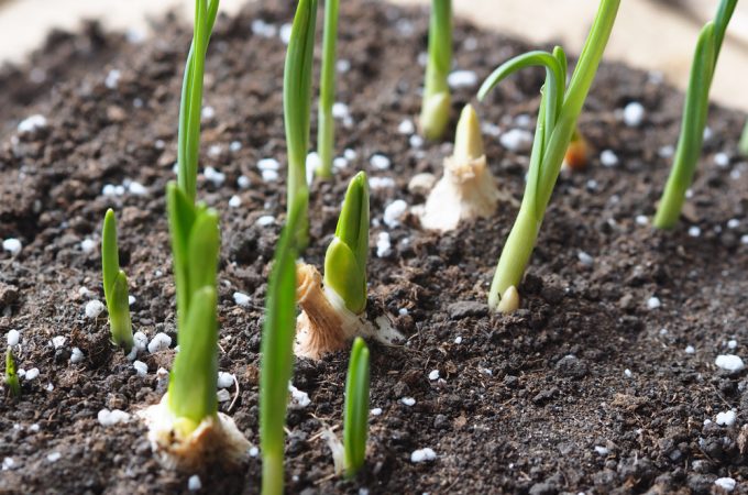 when to plant garlic
