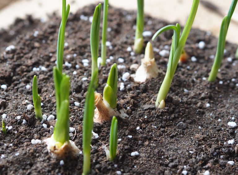 when to plant garlic
