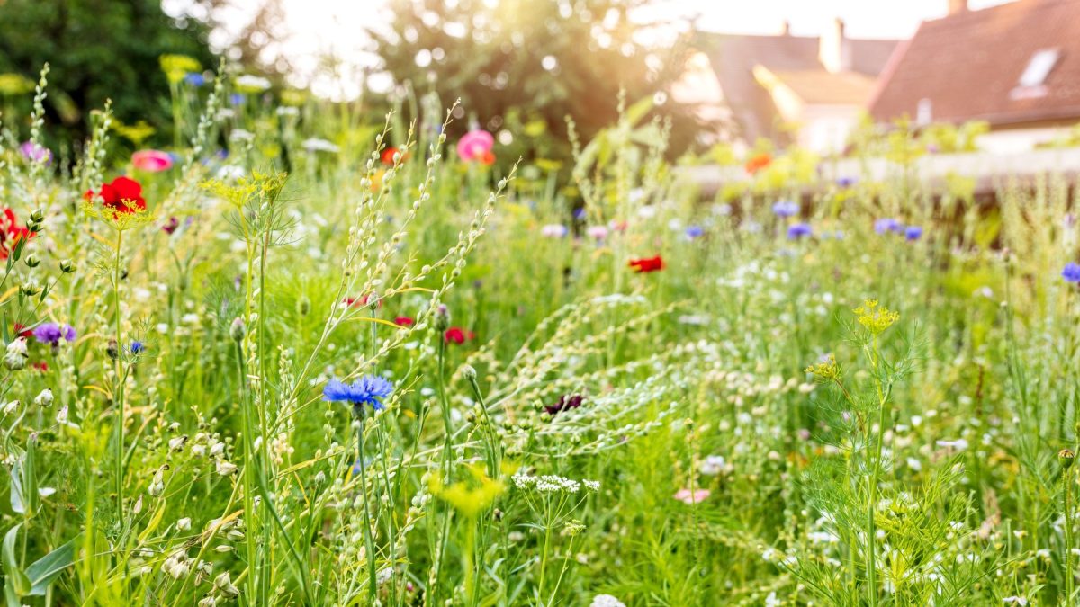 wildflower garden laws