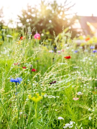 wildflower garden laws