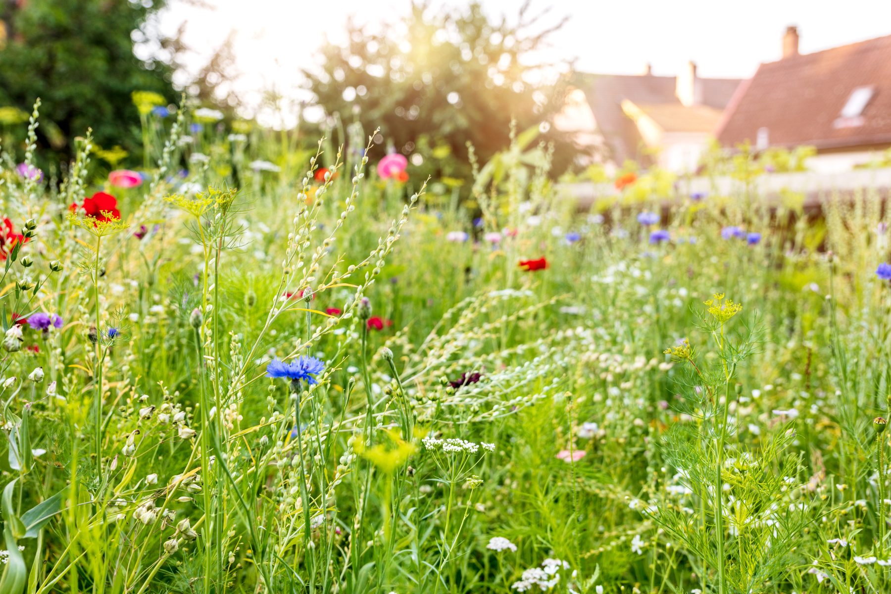 wildflower garden laws