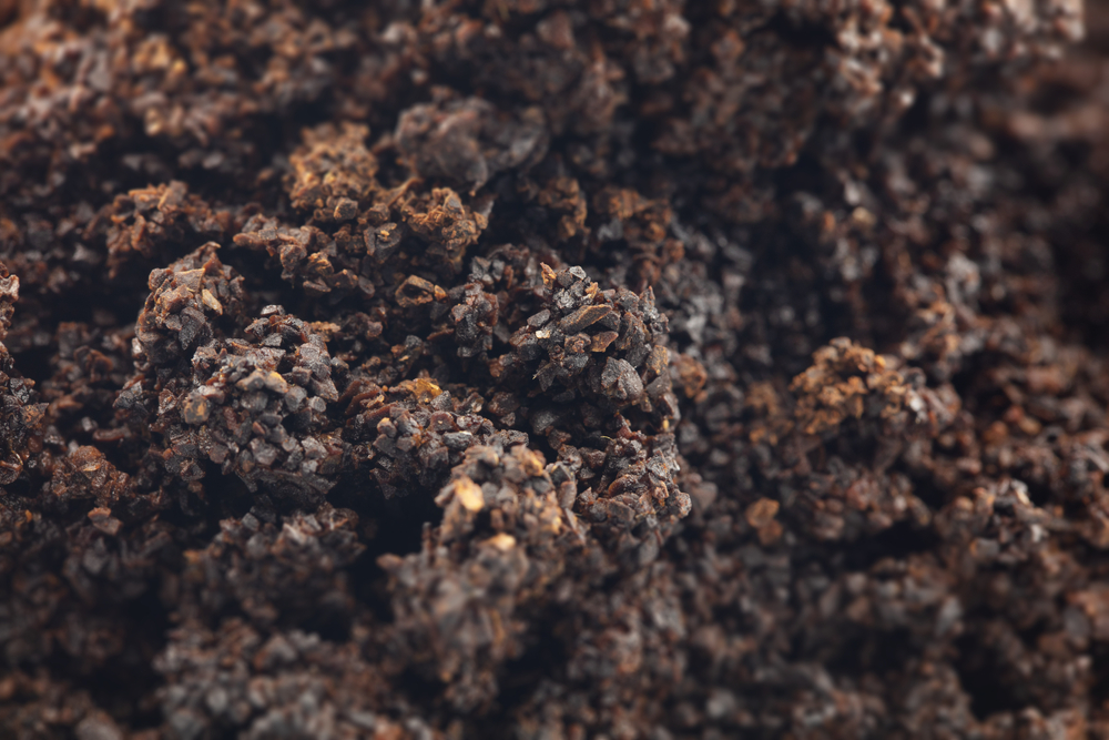 Coffee ground soil caused by jumping worms