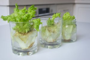 Growing lettuce from scraps