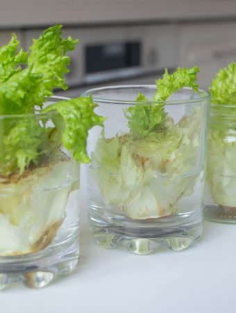Growing lettuce from scraps