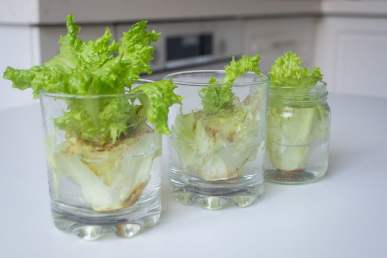 Growing lettuce from scraps