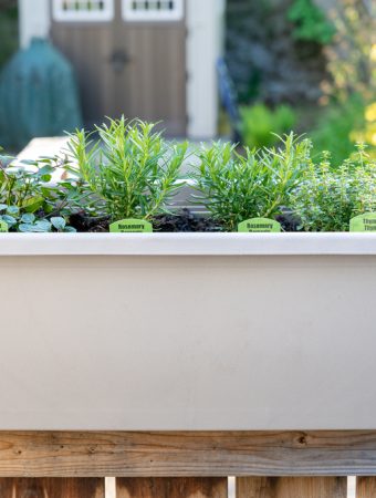 Moving container herbs indoors