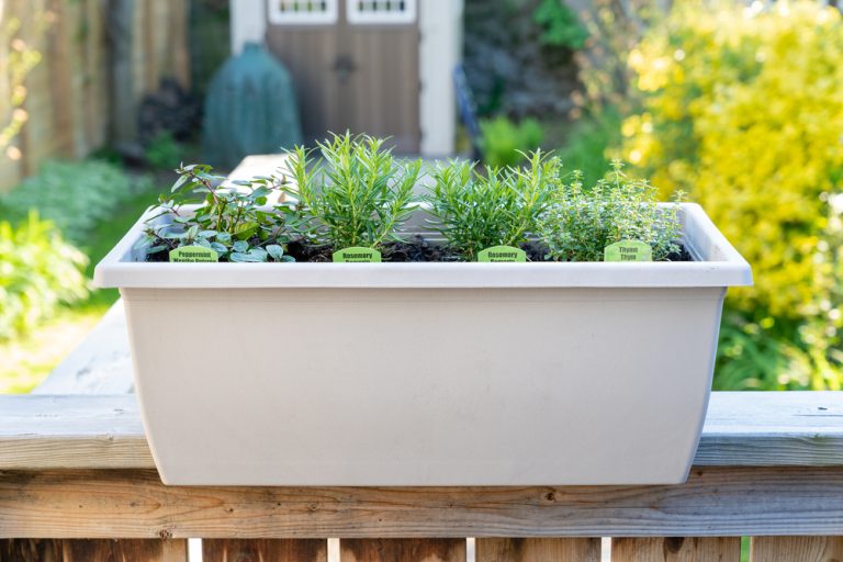 Moving container herbs indoors