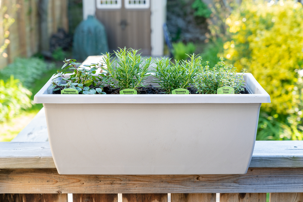 Moving container herbs indoors