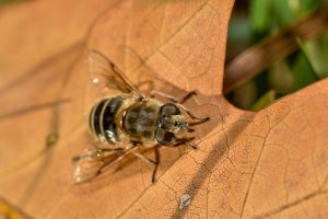 protecting beneficial insects during fall cleanup