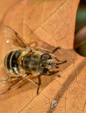protecting beneficial insects during fall cleanup